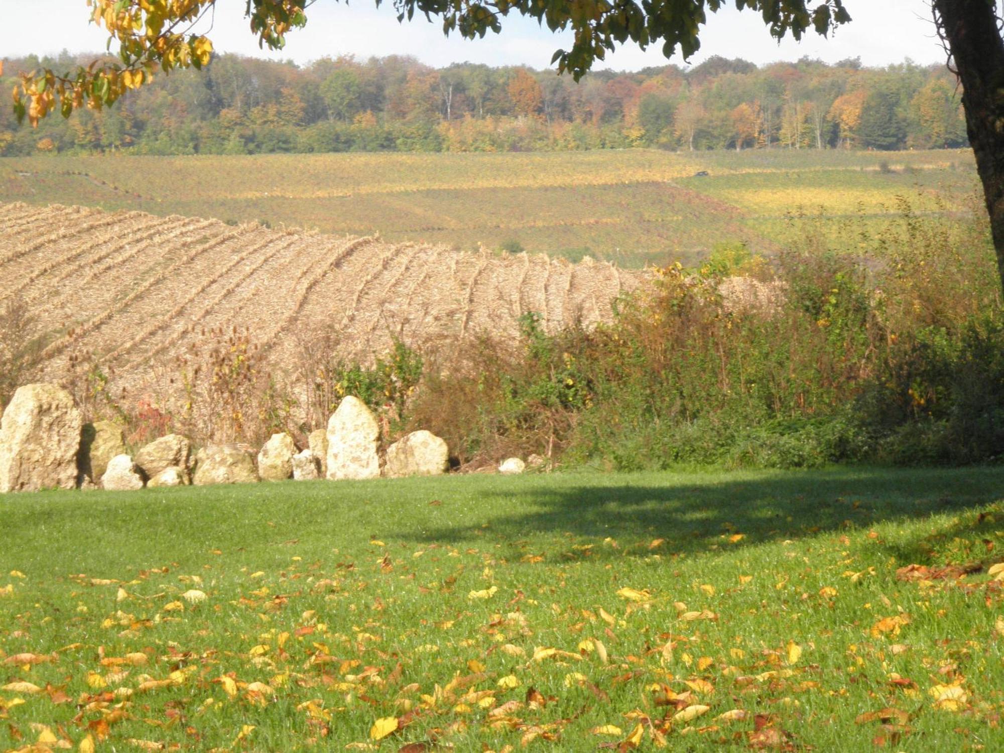 Domaine Du Moulin De L'Etang Bed & Breakfast Chatillon-sur-Marne Luaran gambar