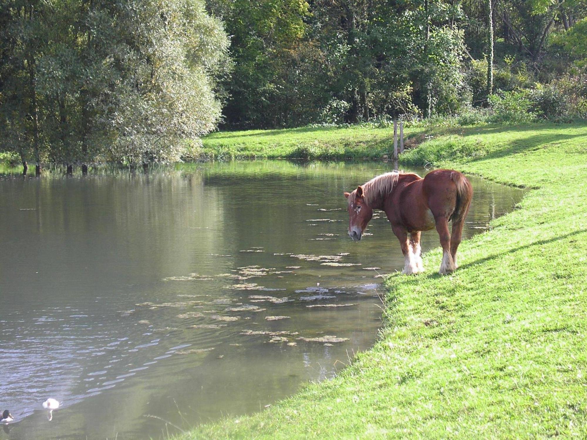 Domaine Du Moulin De L'Etang Bed & Breakfast Chatillon-sur-Marne Luaran gambar
