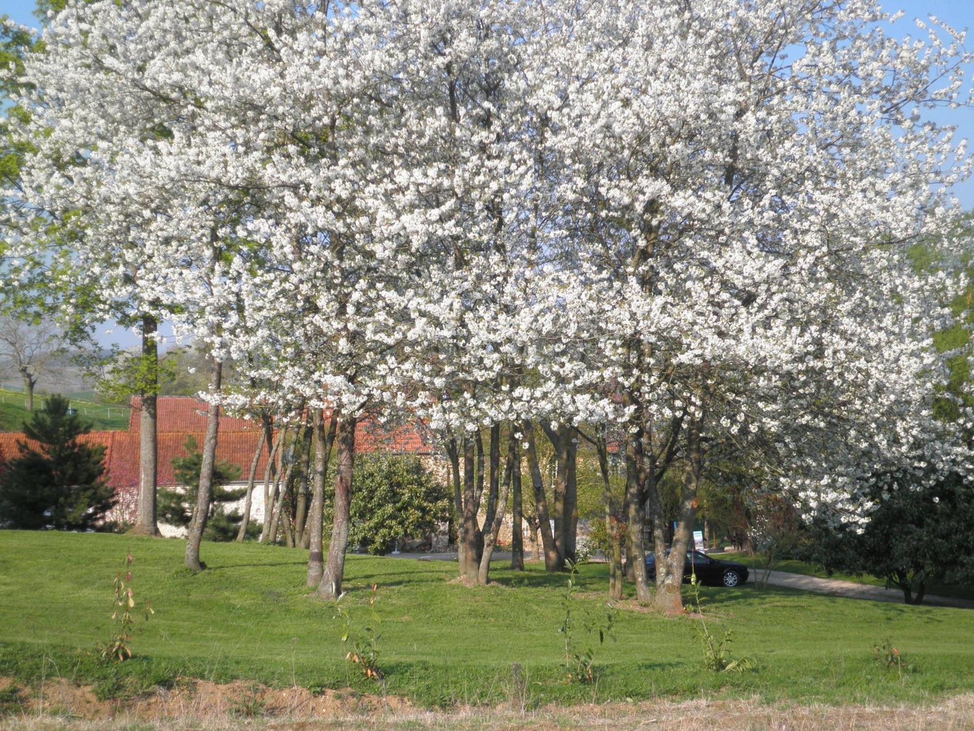 Domaine Du Moulin De L'Etang Bed & Breakfast Chatillon-sur-Marne Luaran gambar
